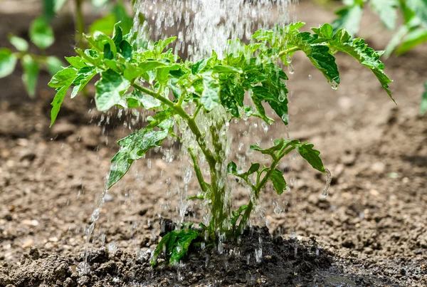 Water Geven Zaailing Tomaat Plant Serre Tuin Met Rode Gieter — Stockfoto