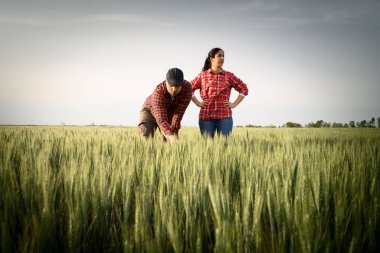 İlkbaharda ekilen buğdayı inceleyen genç çiftçiler