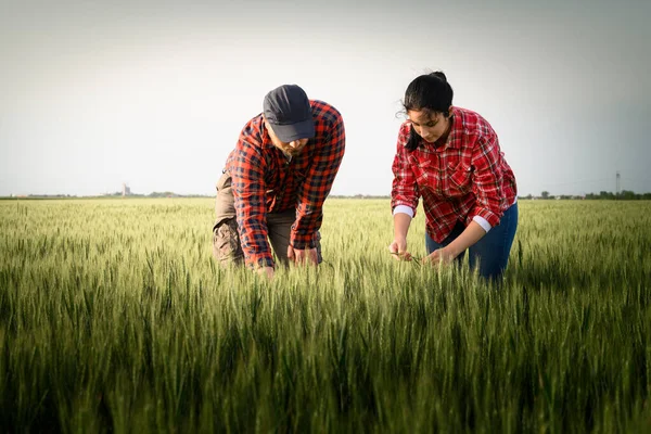 Giovani Agricoltori Che Esaminano Piantato Grano Giovane Primavera — Foto Stock