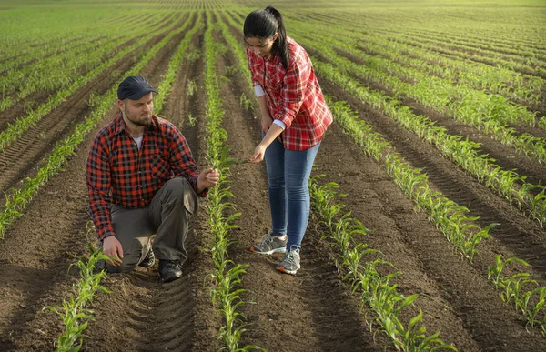 Giovani Agricoltori Examing Piantato Mais Giovane Primavera — Foto Stock