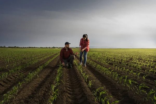 Giovani Agricoltori Examing Piantato Mais Giovane Primavera — Foto Stock