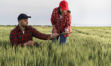 İlkbaharda ekilen buğdayı inceleyen genç çiftçiler