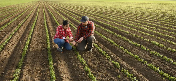 Jovens Agricultores Que Examinam Soja Jovem Plantada Primavera — Fotografia de Stock