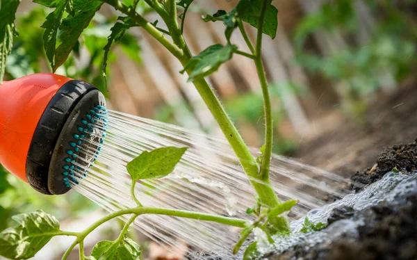 Mengairi Tanaman Tomat Kebun Rumah Kaca Dengan Air Kaleng — Stok Foto
