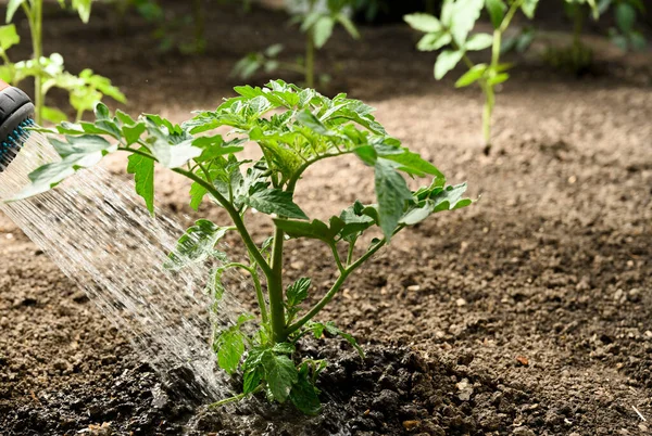 Innaffiatura Piantina Pomodoro Serra Giardino Con Annaffiatoio Rosso — Foto Stock