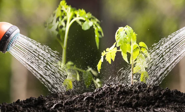 Water Geven Zaailing Tomaat Plant Serre Tuin Met Rode Gieter — Stockfoto