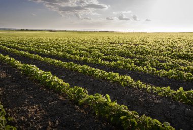 Gün batımında açık soya fasulyesi tarlası. .
