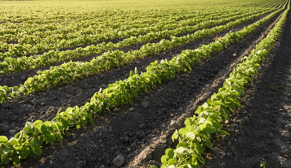 Open Soja Veld Bij Zonsondergang Soja Veld — Stockfoto