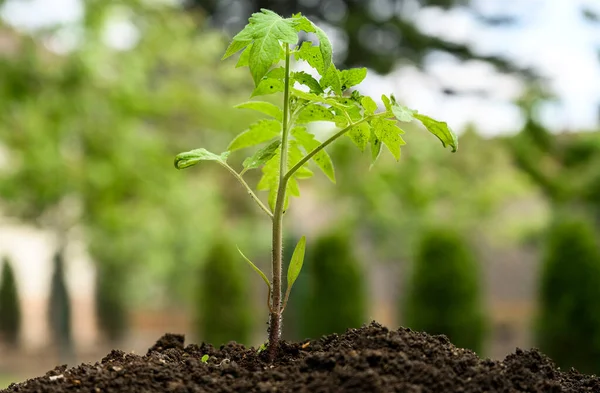 Gros Plan Jeune Semis Tomate Qui Vient Être Planté — Photo