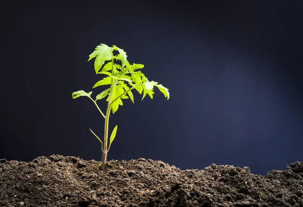 Gros Plan Jeune Semis Tomate Qui Vient Être Planté — Photo