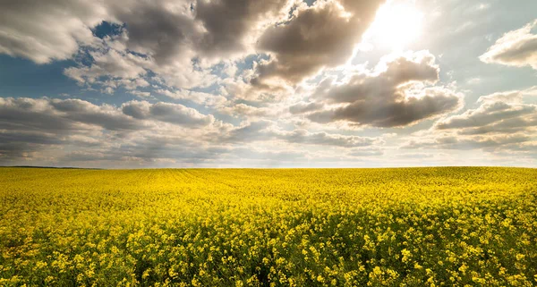 Paesaggio Agricolo Del Campo Colza Colza — Foto Stock