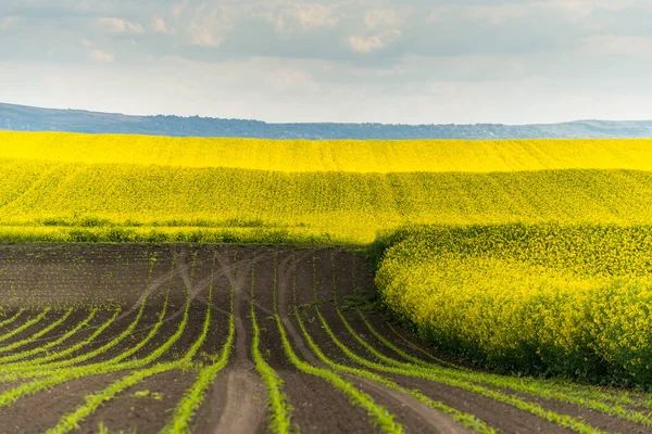 Agricultural Landscape Canola Rapeseed Farm Field — Stock Photo, Image