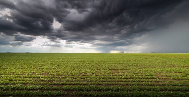 Yağmurla yüklü bulutların büyük bir soya tarlasına gelişi.