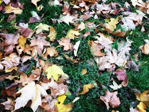 Lehullott levelek a füvön — Stock Fotó
