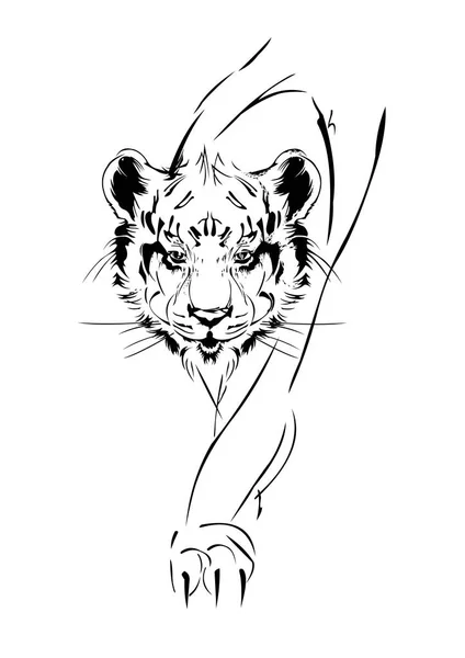 白い背景の上の虎のスケッチ — ストックベクタ
