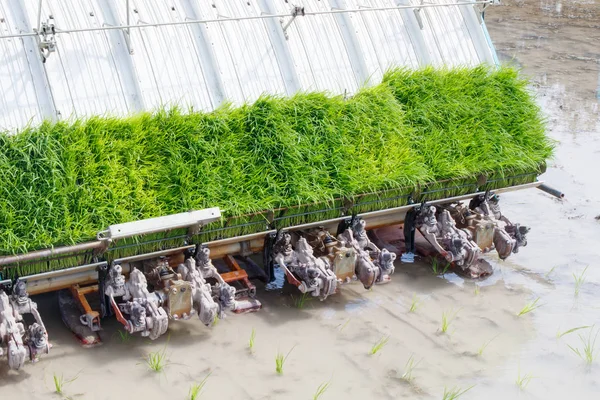 Máquina de transplante de arroz plantando arroz no campo de arroz . — Fotografia de Stock