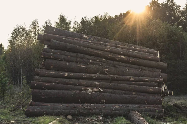 Muchos troncos de madera que yacen en el bosque horizontalmente. el sol s — Foto de Stock