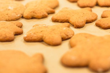 Zencefilli bisküvi yalan bir fırın tepsisine. Kurabiye pişirme kağıdı üzerinde. 