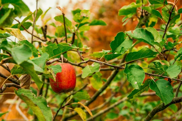 Rött äpple hängande på trädgrenar i höst — Stockfoto