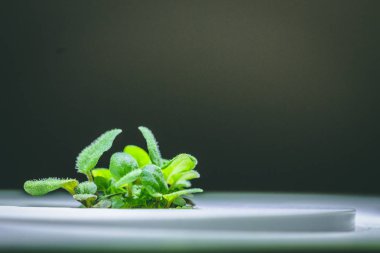 küçük bir yeşil kekik bitkisinin büyütülmüş görüntü Filiz büyüyen fr