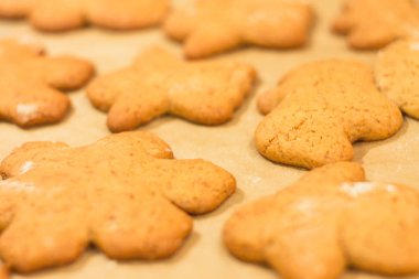 Zencefilli bisküvi yalan bir fırın tepsisine. Kurabiye pişirme kağıdı üzerinde. 