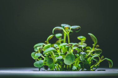 küçük bir yeşil kekik bitkisinin büyütülmüş görüntü Filiz dan büyüyen