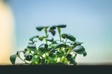 küçük bir yeşil kekik bitkisinin büyütülmüş görüntü Filiz dan büyüyen