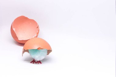 izole mavi tavuk bir kabuk arka plan üzerine oturan bir 