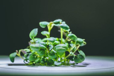 küçük bir yeşil kekik bitkisinin büyütülmüş görüntü Filiz dan büyüyen