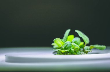 küçük bir yeşil kekik bitkisinin büyütülmüş görüntü Filiz büyüyen fr