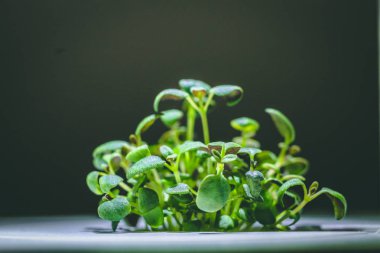 küçük bir yeşil kekik bitkisinin büyütülmüş görüntü Filiz dan büyüyen