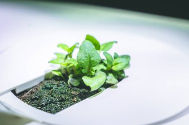 küçük bir yeşil kekik bitkisinin büyütülmüş görüntü Filiz büyüyen fr