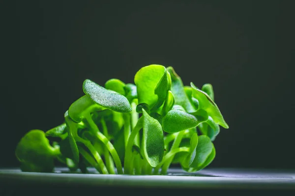 Enlarged image of a little green basil plant sprout growing from — Stock Photo, Image
