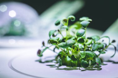 küçük bir yeşil kekik bitkisinin büyütülmüş görüntü Filiz dan büyüyen