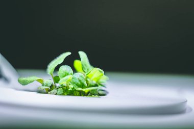 küçük bir yeşil kekik bitkisinin büyütülmüş görüntü Filiz büyüyen fr