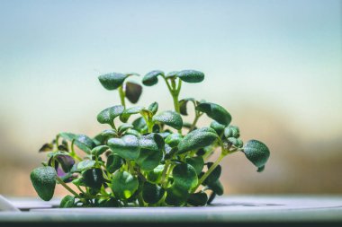 küçük bir yeşil kekik bitkisinin büyütülmüş görüntü Filiz dan büyüyen