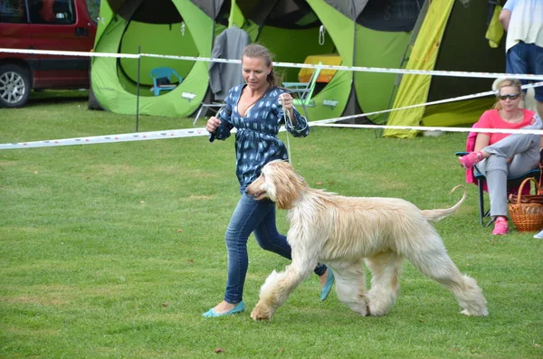 Stranavy, Eslováquia - 10 de setembro de 2017: Mulher corre com cachorro - Cão afegão dentro do show local de cães Imagem De Stock