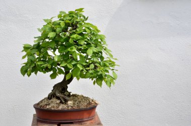 Yeşil geniş yapraklı bonsai ağacı beyaz arka planda gün ışığında