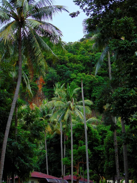 Palm tree jungle — Stok fotoğraf