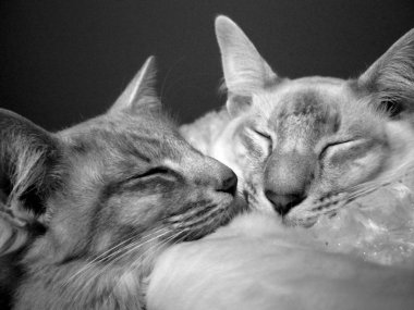 Uyurken Balinese kedileri