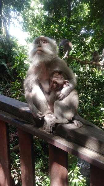 बाली मध्ये पवित्र माकडी वन — स्टॉक फोटो, इमेज