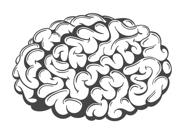 Vector Brain Drawing — Stock Vector