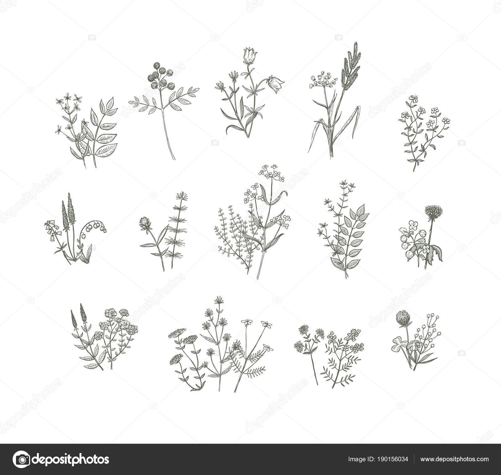 Vector Flowers Drawing Stock Vector Image by ©zayatsandzayats 190156034