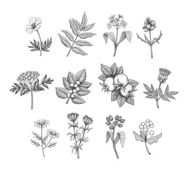 Vektör Hat sanatı bitkiler