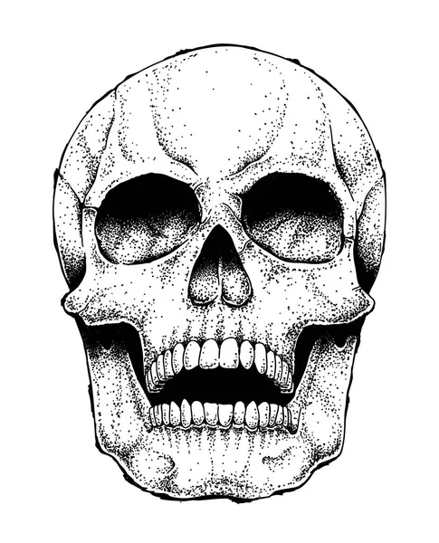 İnsan kafatası görüntü