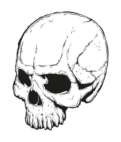 Illustrazione cranio umano — Vettoriale Stock