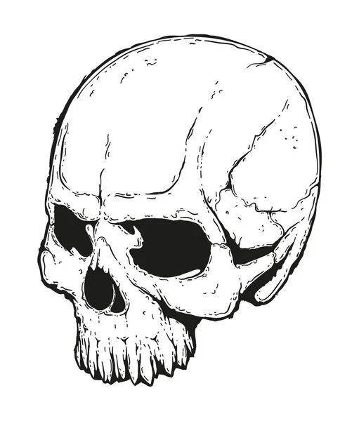 Human Skull Illustration — Stock Illustration Human Skull Illustration Stock Vector