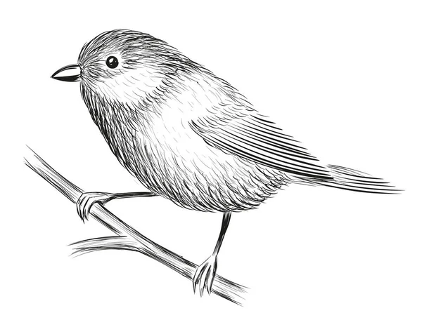 Aranyos kis madár — Stock Vector