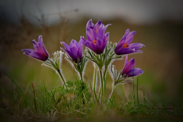 Frühlingsblumen im Altai — Stockfoto