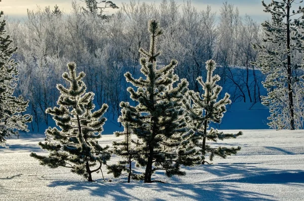 A Sunny day in the Arctic — Stock Photo, Image